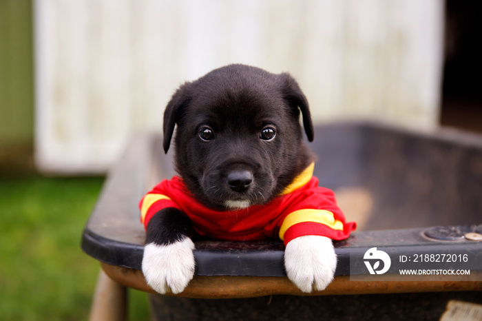 New Border Collie Lab Puppies outside in a Red and Gold Football Jersey