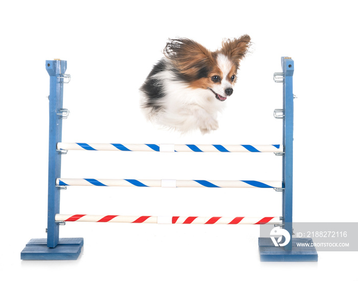 agility and little dog