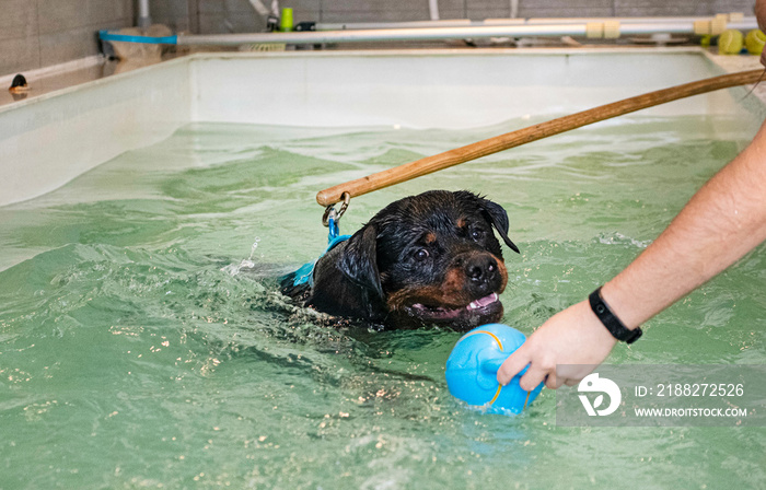 young rottweiler and hydrotherapy