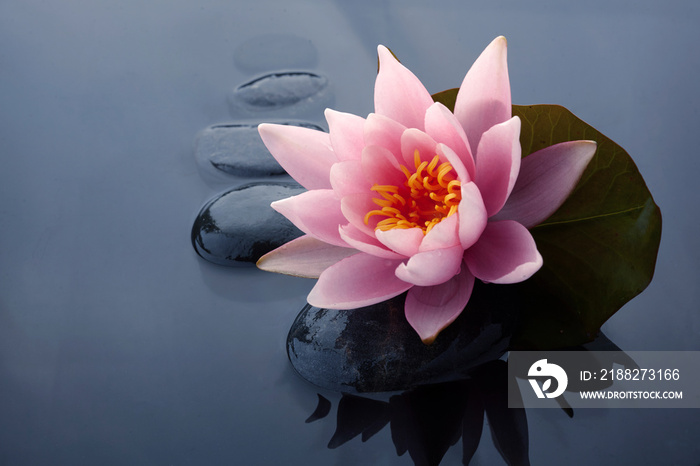 Spa still life with water lily and zen stone in a serenity pool