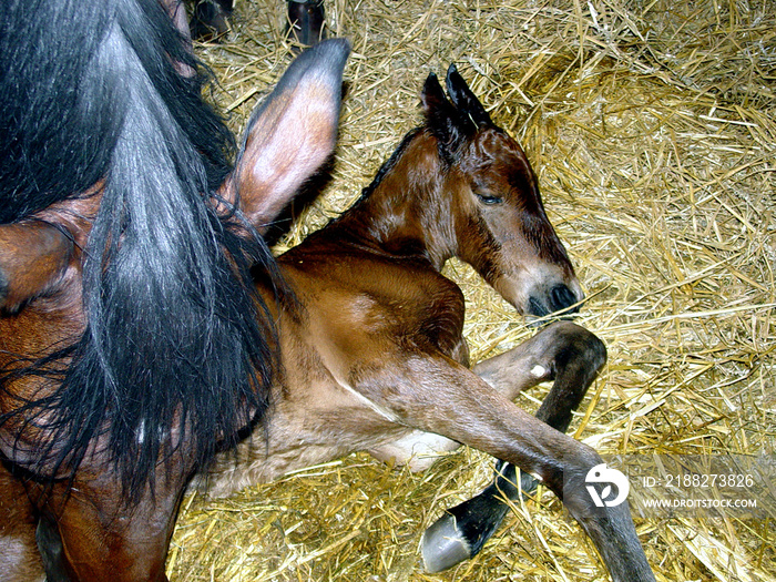 Birth of a foal horse by a mare