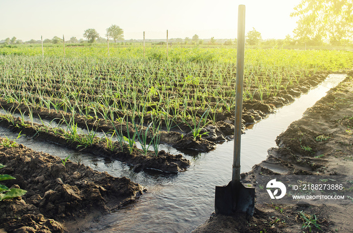 Irrigation canals with water on the plantation field. Water supply system, cultivation in arid regions. Agronomy. Rural countryside. European farm, farming. Caring for plants