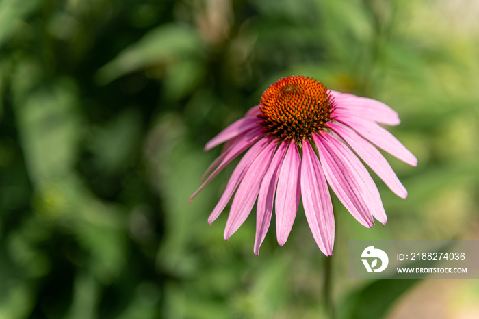 Echinacea Purple Cone Flower Sea Urchin