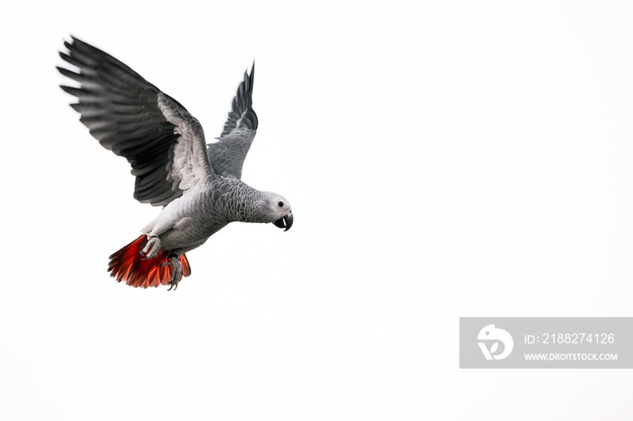 African gray parrot flying on a white background.