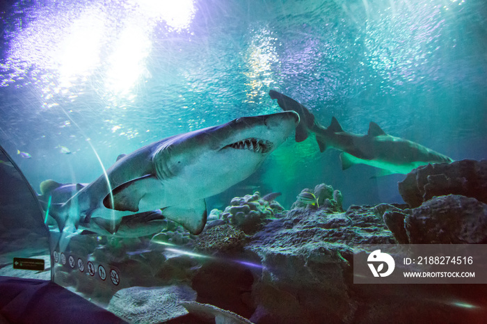 Shark in the oceanarium