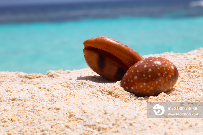 Cowry shell Cypraeidae on beach of Maldives