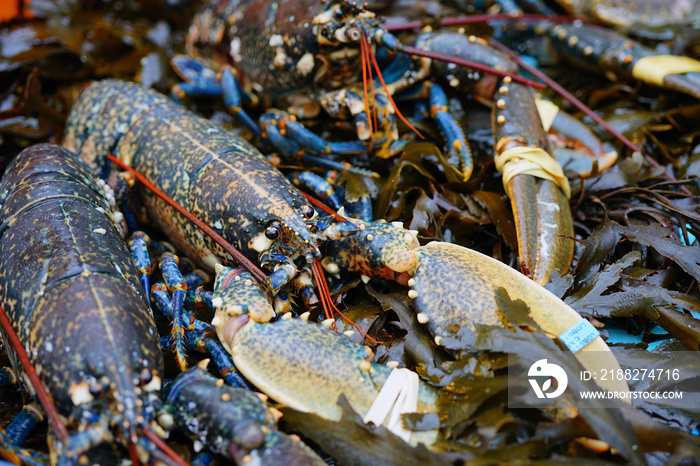 Blue Breton lobster at a seafood market in Brittany