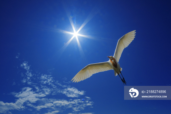 seagull in flight