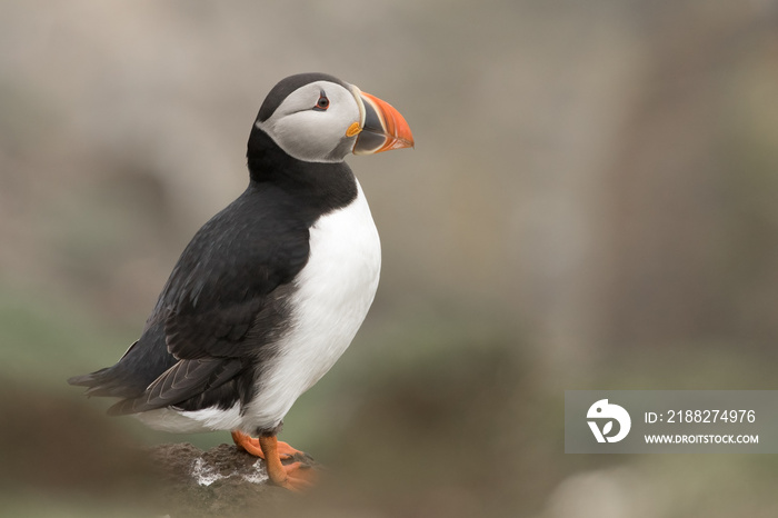 Puffin (Fratercula arctica) portrait