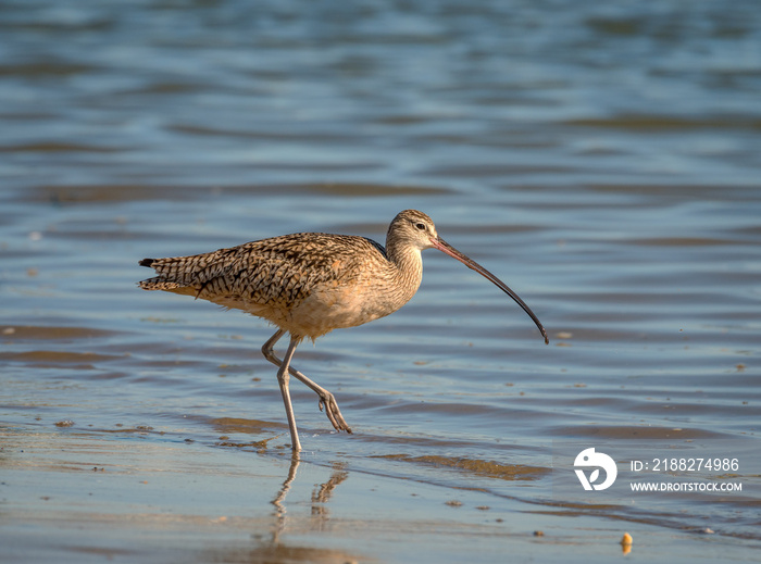 Long Billed Curlew searches the shoreline for food