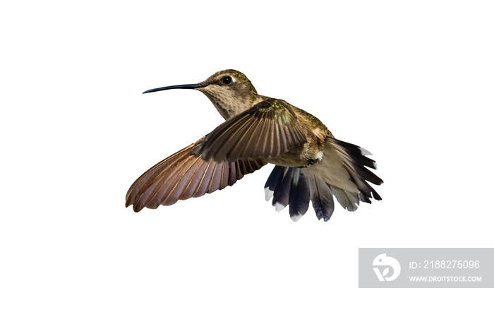 Black-chinned Hummingbird (Archilochus alexandri) Photo, in Flight on a Transparent Background