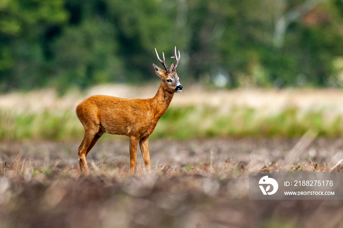 roe deer a late summer. wildlife