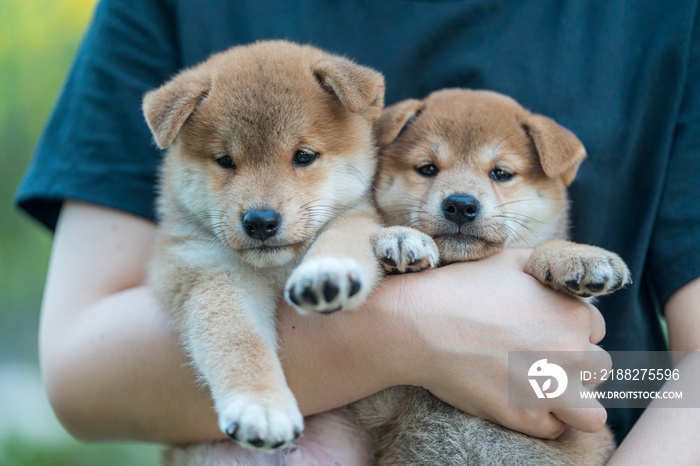 A girl holding a Shiba Inu puppy. Asian girl gets carry cute shiba inu puppy.