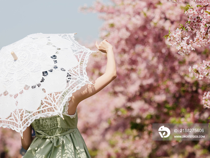 Rear view of Asian woman wearing green lolita dress and holding white lace umbrella in cherry blossom park in spring.