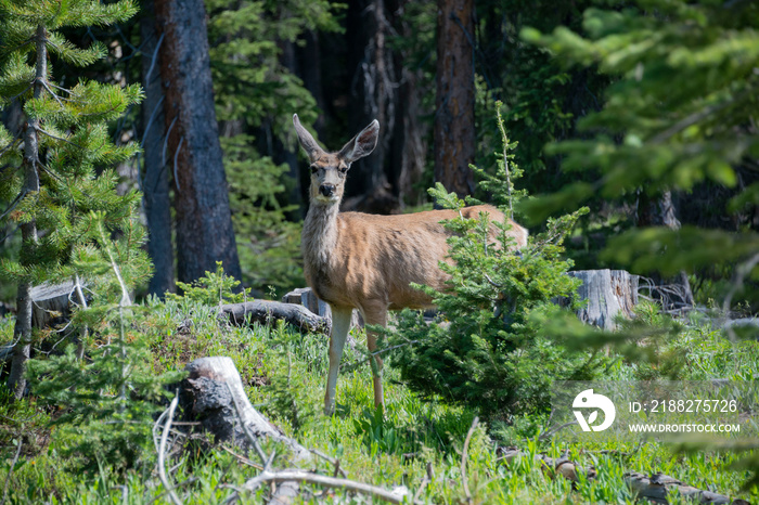 Mule deer doe alertly watching is walking through pine tree forest in Colorado, USA