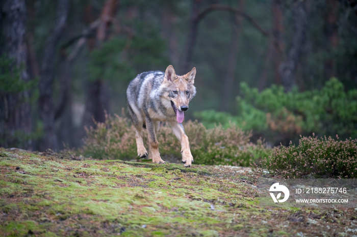 Close up portrait of a grey wolf (Canis Lupus) also known as Timber wolf displaying an agressive facial dominant expression in the Canadian forest during the summer months