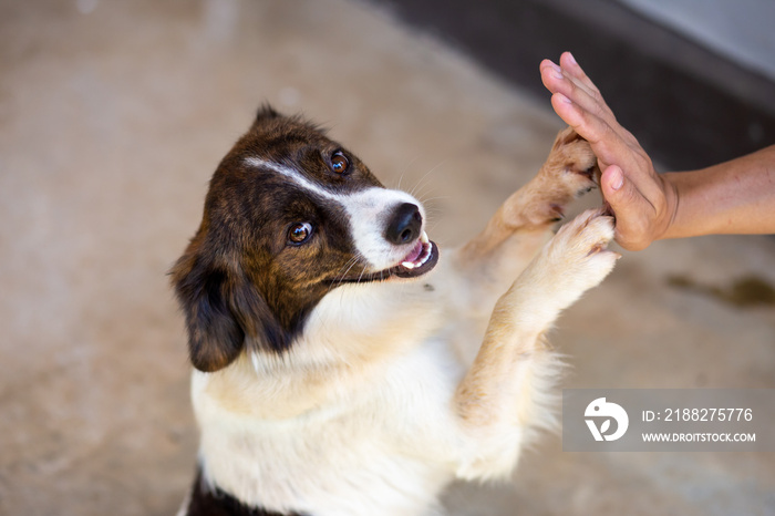 headshot A clever hi-five dog touches the palm of his hand with the dog owner after completing a joint activity.