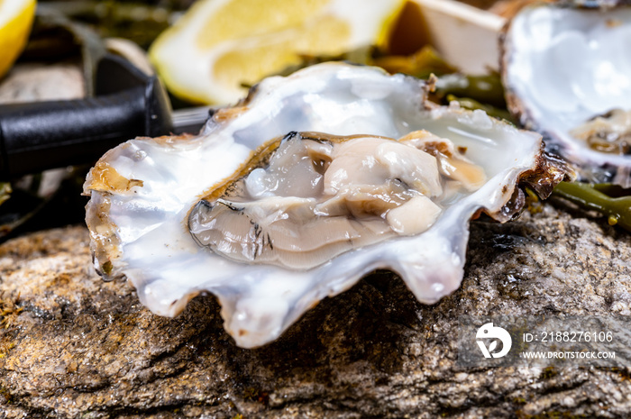 Fresh open zeeuwse creuse pacific or japanese oysters molluscs on fish market in Netherlands