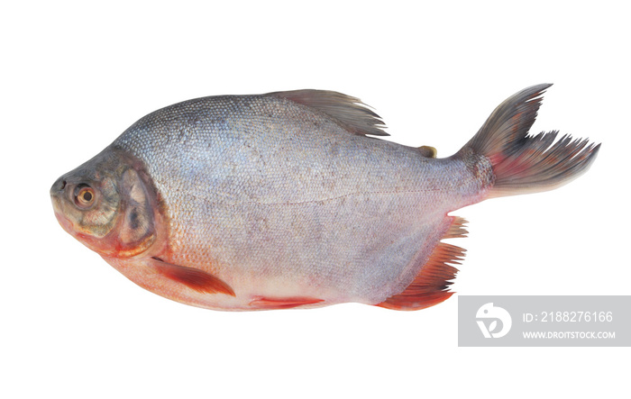 Fresh pacu fish isolated on white background