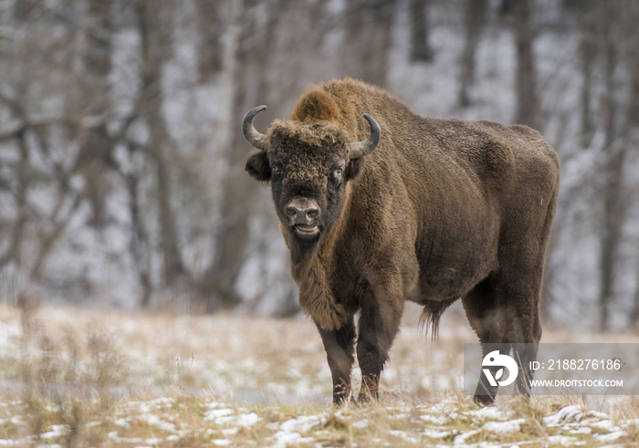 European bison (Bison bonaus)