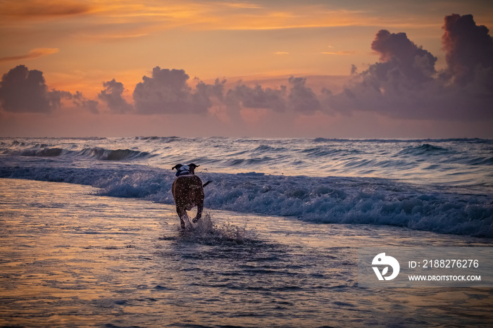 A fun loving pitbull dog splashes, runs, and plays at the beach at Emerald Isle, North Carolina.