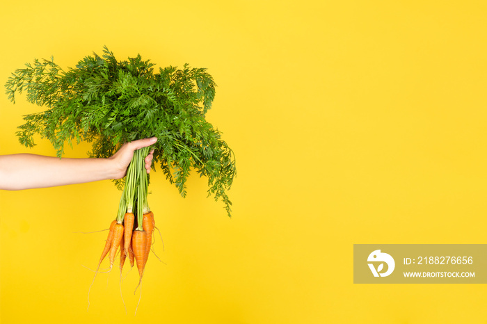 Bunch of fresh carrots in a female hand isolated on yellow background