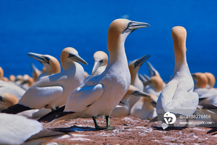 Largest single colony of northern gannets in the world on bonaventure island near Perce Quebec, Canada