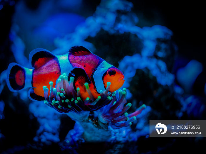 portrait of an ocellaris perched on the polips of an Euphyllia glabrescens (lps coral) macro close up