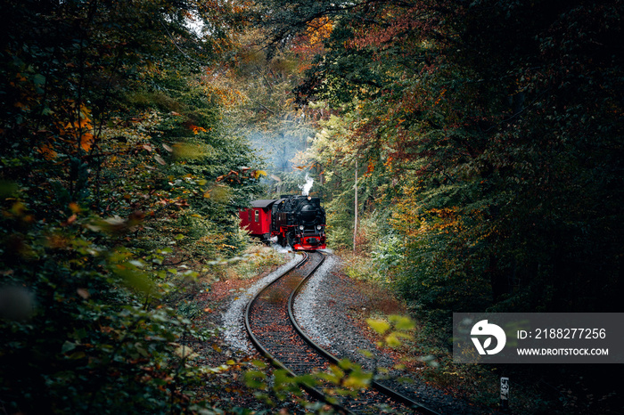 Schmalspurbahn im Wald