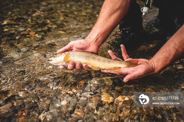 Wilde Bachforelle gefangen beim Fliegenfischen