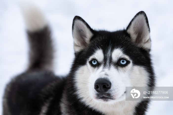 Husky dog portrait, winter snowy background. Funny pet on walking before sled dog training.