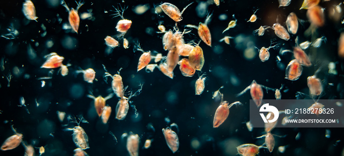 Water flea (Daphnia sp.), small planktonic crustaceans usually used as fish food in aquariums, macro close-up