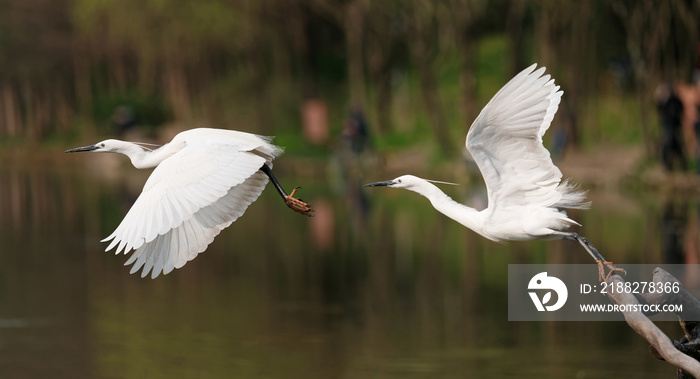 Great white egret jumping from brunch to fly with blur water and forest background, sequence of bird take off.