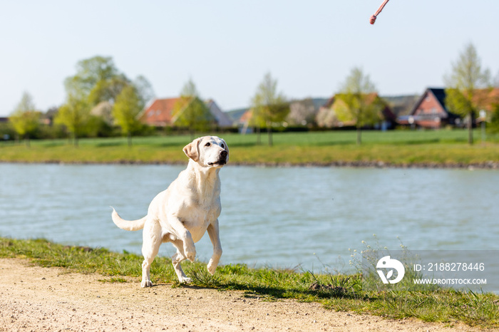 Labrador is playing on a path