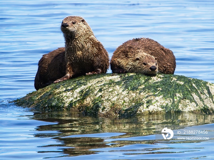 Couple minks on the rock near the shoreline of Vancouver Island, BC