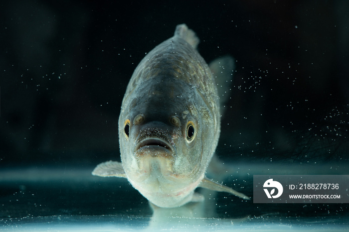 Freshly Crucian carp fish swimming in aquarium.