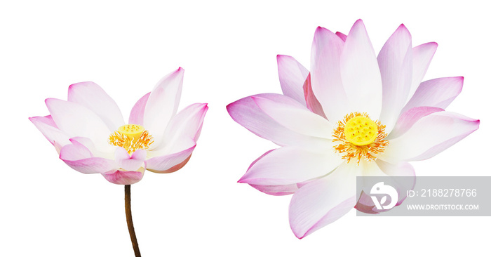 pink water lily isolated on white background.