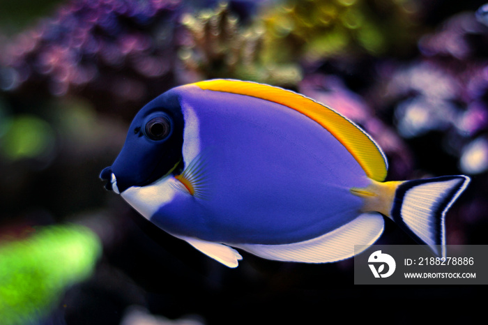 Powder Blue Tang (Acanthurus leucosternon)