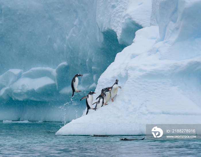 Gentoo penguins playing on a large snow covered iceberg, penguins jumping out of the water onto the iceberg, snowy day and blue ice, Paradise Bay, Antarctica