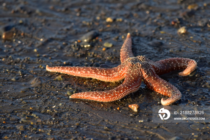 A starfish rests on the beach in Homer, Alaska, as the tide recedes.