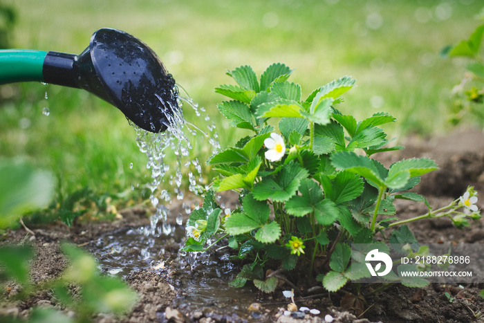 Watering young strawberry plant