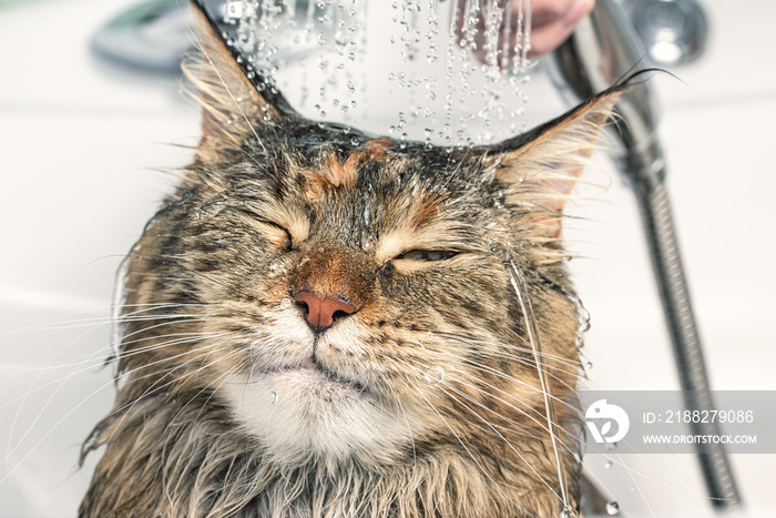 Wet cat in the bath