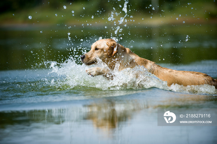 Labrador Retriever springt ins Wasser