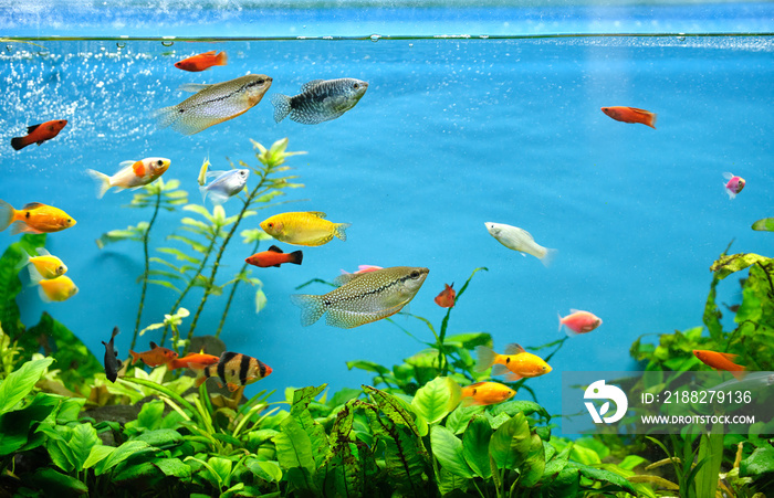 Colorful exotic fish swimming in deep blue water aquarium with green tropical plants