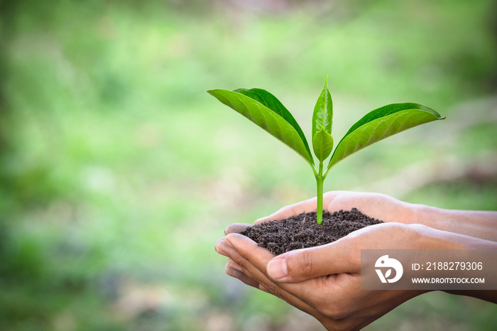 Trees grow in human hands. Natural green bokeh background, Ecological concept, World environment day.