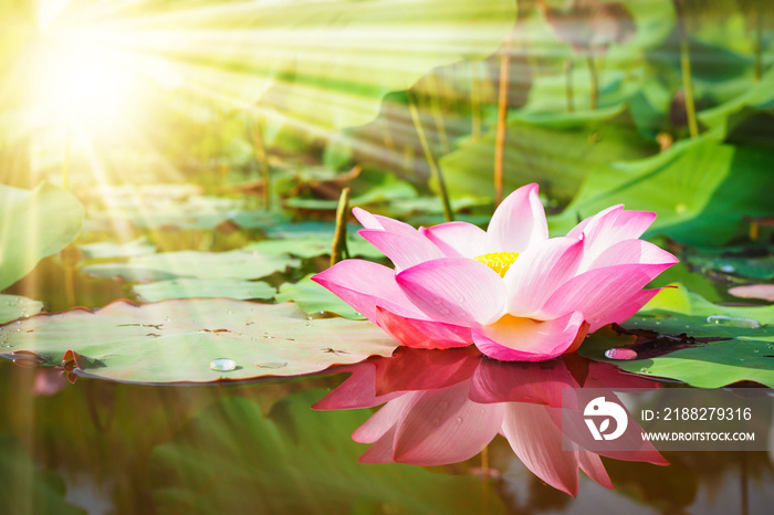 Beautiful pink lotus flower in nature with sunrise for background