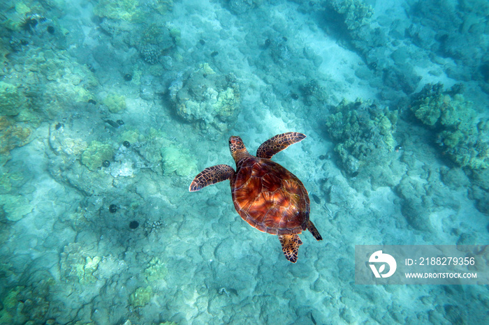 Unterwasser Tauchen Schildkröte