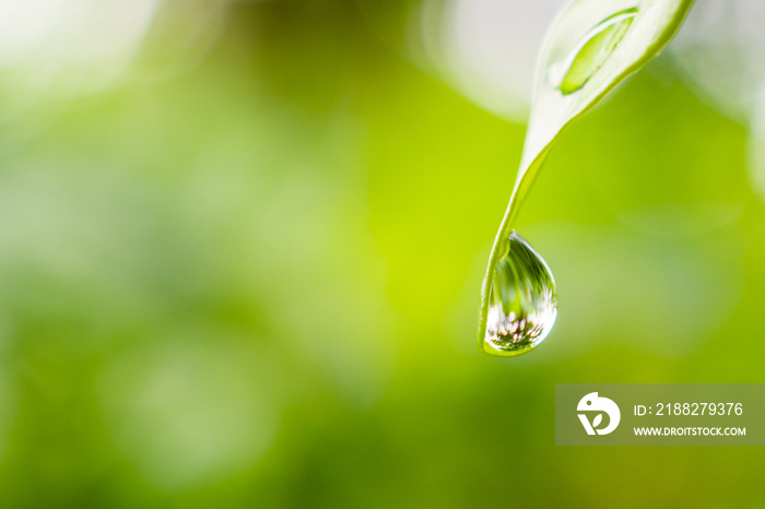 rain water drop on green leaf closeup natural background