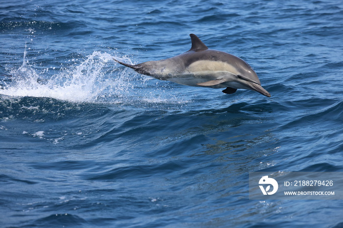 Common Dolphin jumping