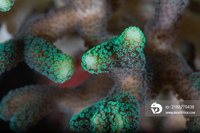 Green spotted coral macro view